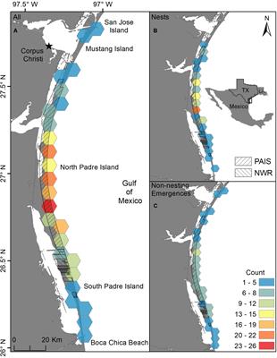 Green Turtle (Chelonia mydas) Nesting Underscores the Importance of Protected Areas in the Northwestern Gulf of Mexico